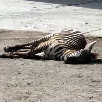 ZOO Safari - Dvůr Králové nad Labem, Arkadiusz Sobierajski