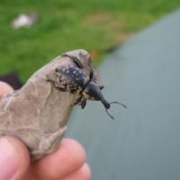 Fauna na Caryńskiej, Kazik Sadowski
