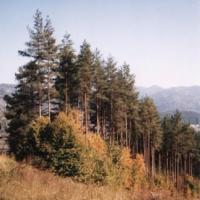 5 pażdziernik: szlak na Palenicę, Lidka Kwiatkowska
