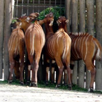 ZOO Safari - Dvůr Králové nad Labem - zdjęcie