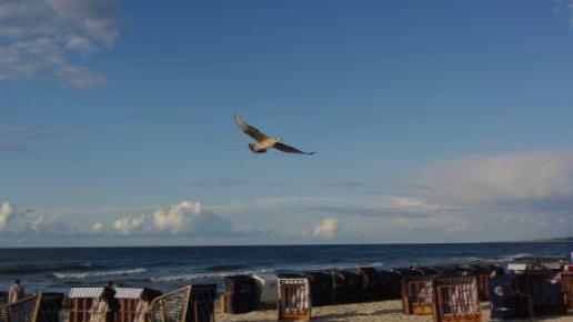 Ustka - mewy, Wojciech Soroka