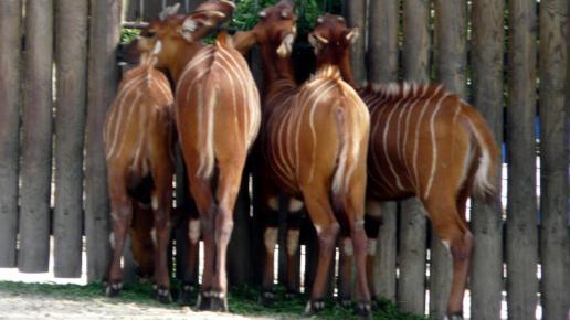 ZOO Safari - Dvůr Králové nad Labem, Arkadiusz Sobierajski