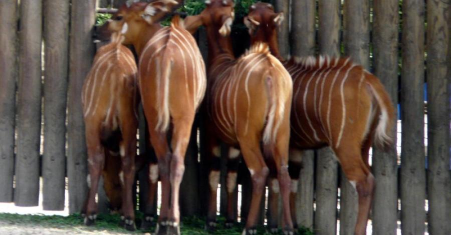 ZOO Safari - Dvůr Králové nad Labem - zdjęcie