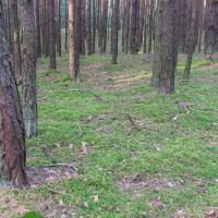 Do dziś czuję ten intensywny zapach sosen..., Katarzyna K