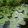Ogród Botaniczny w Gołubiu, Danusia