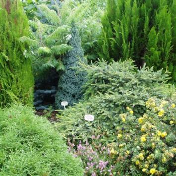 Ogród Botaniczny w Gołubiu, Danusia