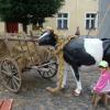 , Darek