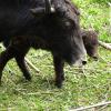 Stada jaków w drodze do Trongsa, Tadeusz Walkowicz