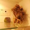 Muzeum Ziemi, xxxxx