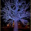 Wrocław- Świąteczne iluminacje,ul. Oławska, Andrzej Mas