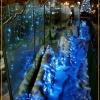 Wrocławska fontanna w Rynku w świątecznej iluminacji, Andrzej Mas