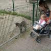 ZOO w Oliwie - dwa maluchy, Tadeusz Walkowicz