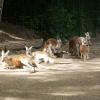 ZOO w Oliwie, Tadeusz Walkowicz