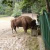ZOO w Oliwie, Tadeusz Walkowicz