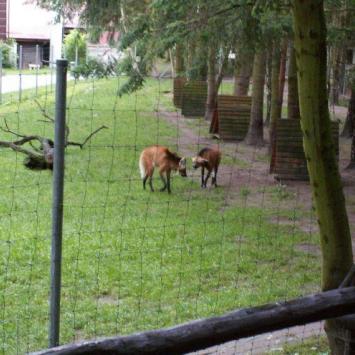 ZOO w Oliwie, Tadeusz Walkowicz