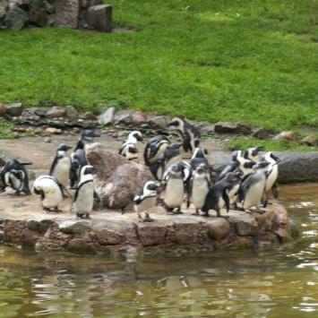 ZOO w Oliwie, Tadeusz Walkowicz
