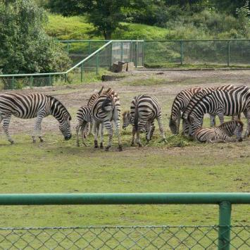 ZOO w Oliwie, Tadeusz Walkowicz