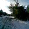 , Janusz K