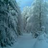 , Janusz K