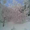 , Janusz K