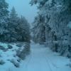, Janusz K