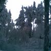 , Janusz K