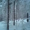 , Janusz K
