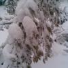 , Janusz K