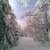 , Janusz K