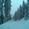 , Janusz K