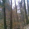 , Janusz K