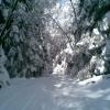 , Janusz K