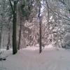 , Janusz K