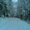 , Janusz K