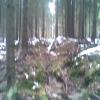 , Janusz K