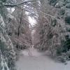 , Janusz K