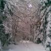 , Janusz K