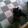 , Janusz K