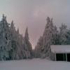 , Janusz K