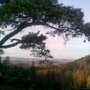 , Janusz K