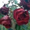 , Janusz K