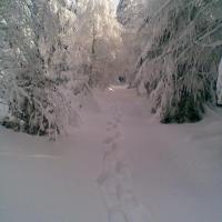 , Janusz K