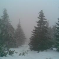 , Janusz K