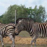 Świerkocin zoo safari, Katarzyna