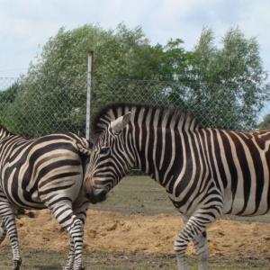 Zoo Safari w Świerkocinie