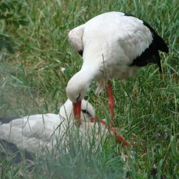 , Katarzyna
