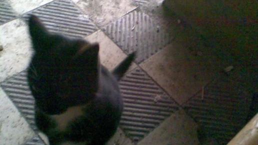 , Janusz K