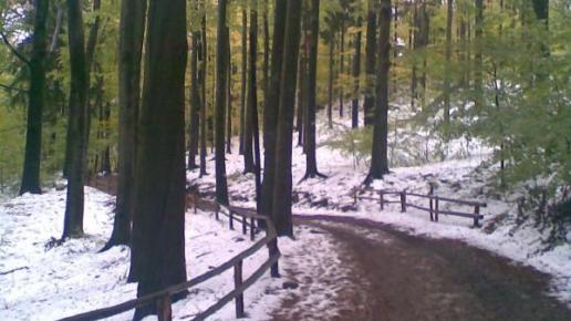 , Janusz K