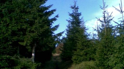 , Janusz K
