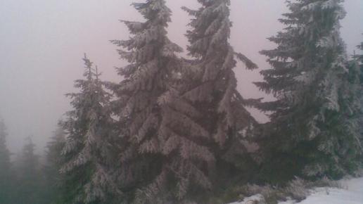 , Janusz K